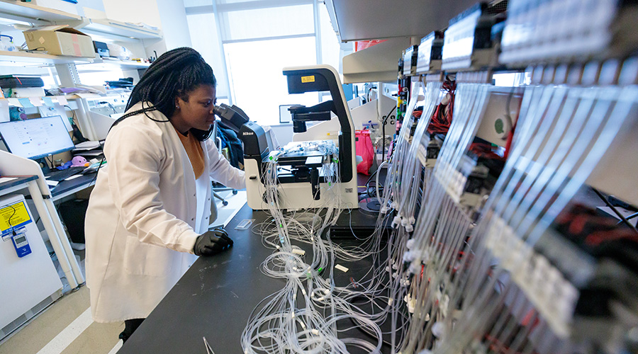 Susan Okrah looks into a microscope set on a laboratory bench
