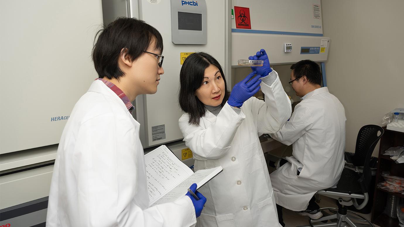 PhD student Shuang Wu (at left) and Asst. Prof. Joyce Chen (center) examine petri dishes containing lung cells.