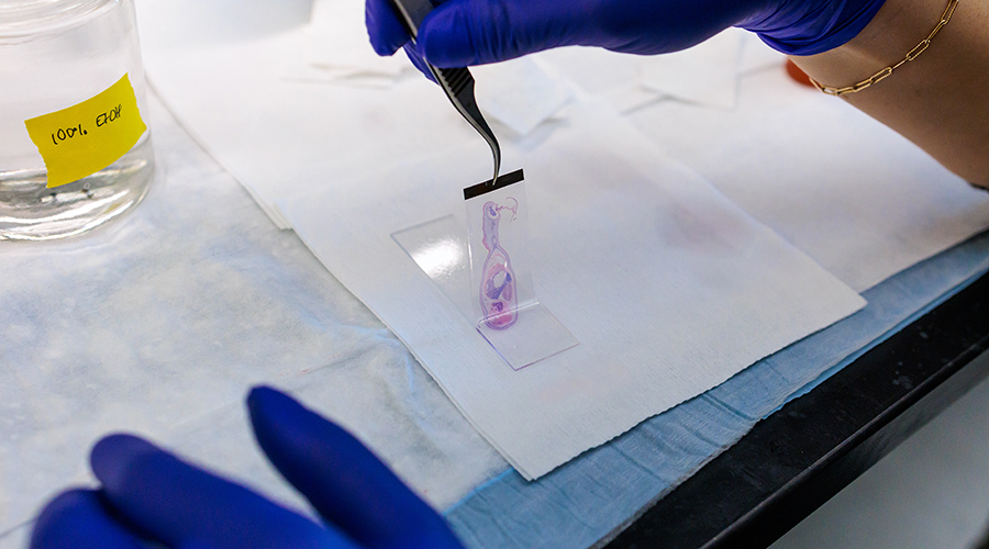Hand placing a cross section of a mouse on a slide