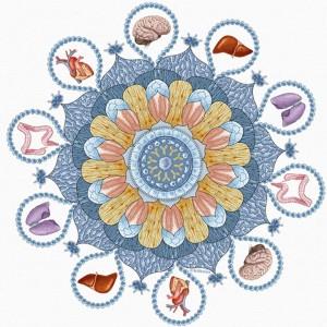 Decorative, mandala-like illustration with a central circular pattern in soft blues, yellows, and oranges. Radiating outward are symmetrical petal shapes and intricate geometric details. Surrounding the mandala are small circular frames, each containing a stylized human organ, including a brain, heart, liver, intestines, and stomach. The overall design blends scientific imagery with an ornate, artistic style.