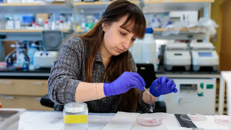 Researcher works with petri dishes