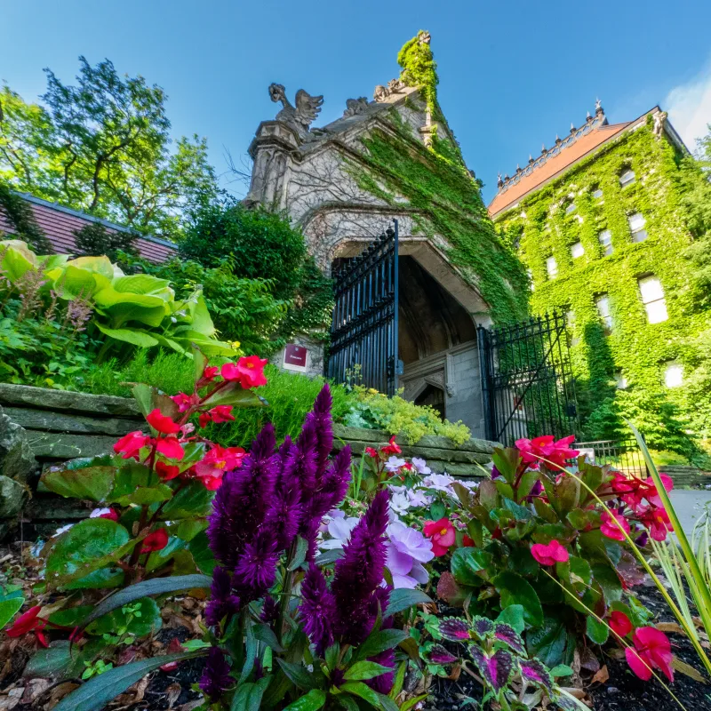 Ivy-covered Gothic stone gateway to the Zoology building, framed by red and purple flowers.