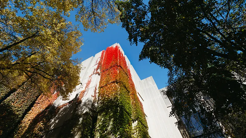 Shot of ivy climbing up stone library