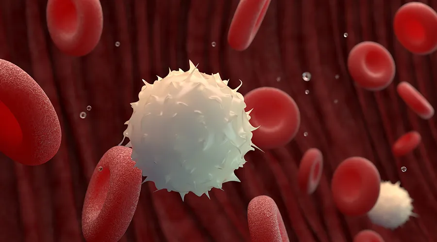White blood cell amongst red blood cells