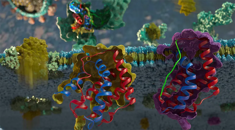 Illustration of proteins