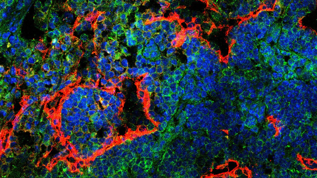 Pattern of blue, red, green and black representing a cell