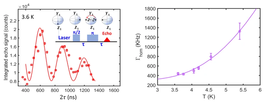 Spin echo measurements of erbium ions in cerium oxide at 3.6 K. Left graph shows integrated echo signal oscillations from pulsed microwave control sequences. Right graph plots homogeneous linewidth versus temperature, demonstrating temperature-dependent decoherence and coherent spin dynamics in erbium-doped cerium oxide.
