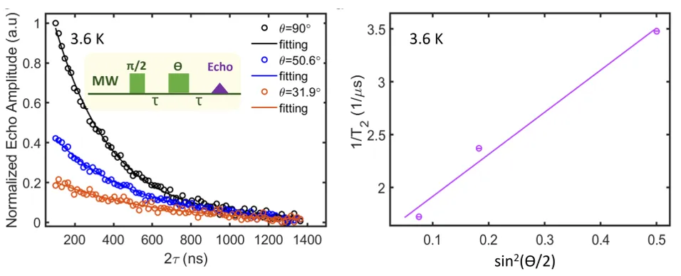 Angular dependence of spin echo decay for erbium ions in cerium oxide measured at 3.6 K. Left panel compares normalized echo amplitudes for different magnetic field orientations. Right graph shows inverse coherence time versus sin²(θ/2), illustrating anisotropic spin decoherence in erbium-doped cerium oxide.