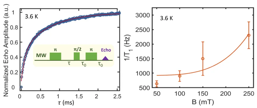 Dynamical decoupling and magnetic field dependence of spin coherence in erbium-doped cerium oxide at 3.6 K. Left graph shows extended spin echo amplitude under multi-pulse microwave sequences. Right graph plots inverse T1 relaxation rate versus magnetic field, revealing field-dependent spin relaxation mechanisms in the material.