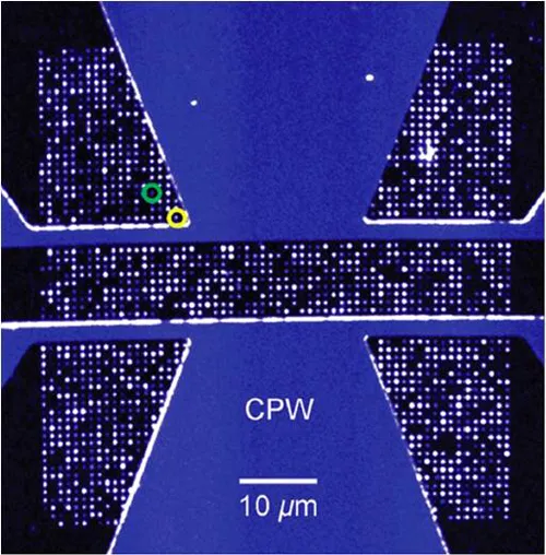 Fluorescence microscope image of patterned single-spin arrays in diamond integrated with a coplanar waveguide (CPW). Bright spots represent individually implanted nitrogen-vacancy centers arranged with nanoscale precision for chip-scale quantum sensing and spin control applications.