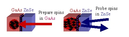 Illustration of spontaneous spin transfer across a GaAs/ZnSe interface. Spins are optically prepared in GaAs and subsequently probed in ZnSe, demonstrating coherent transfer of spin polarization between semiconductor materials.