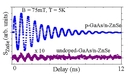 Time-resolved spin coherence signals comparing p-GaAs/n-ZnSe and undoped-GaAs/n-ZnSe structures at 5 K and 75 mT. Strong oscillatory spin transfer appears only in the biased p-type structure, confirming electrically enhanced coherent spin injection into ZnSe.