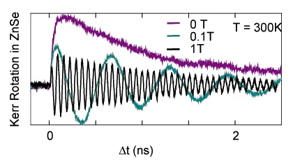 Kerr rotation measurements in ZnSe at room temperature under magnetic fields of 0 T, 0.1 T, and 1 T. Oscillatory spin precession signals demonstrate coherent spin transfer and long-lived spin coherence following spontaneous spin injection from GaAs.