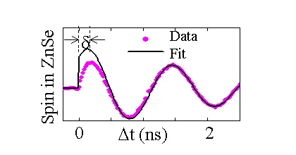 Time-resolved spin dynamics in ZnSe showing measured data and fitted oscillatory spin coherence after spontaneous spin transfer. The plot highlights coherent spin precession and phase evolution over nanosecond timescales.