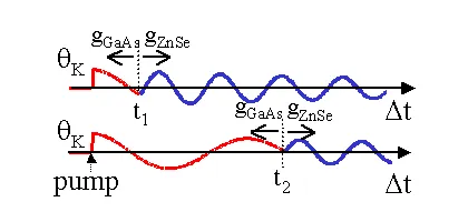 Schematic illustration of spontaneous spin transfer and coherent spin precession between GaAs and ZnSe. Kerr rotation signals evolve differently depending on transfer timing t1 and t2 due to differing electron g-factors in the two semiconductor materials.
