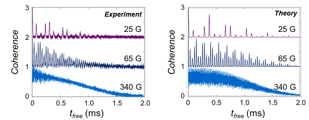 Experimental and theoretical spin coherence measurements for silicon carbide divacancy defects under varying magnetic fields. Oscillating coherence signals at 25 G, 65 G, and 340 G demonstrate magnetic-field-dependent spin echo behavior and coherence preservation.