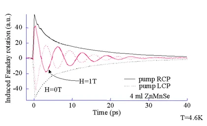 Time-resolved induced Faraday rotation signals in a II-VI paramagnetic semiconductor measured at magnetic fields of 0 T and 1 T. The graph compares spin dynamics generated by right- and left-circularly polarized optical pumping at low temperature.