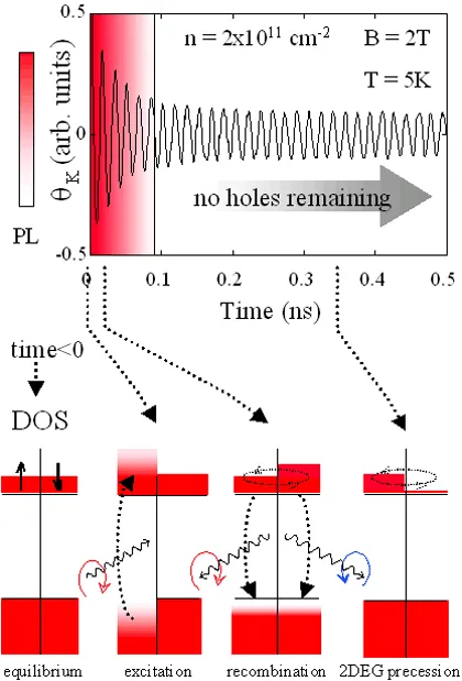 Time-resolved Faraday rotation and photoluminescence measurements in a II-VI semiconductor quantum well at 5 K and 2 T magnetic field. The top graph shows coherent spin precession after optical excitation, while the lower diagrams illustrate carrier excitation, recombination, and spin dynamics in a two-dimensional electron gas (2DEG).