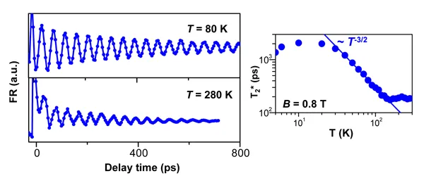 Faraday rotation traces in ZnO measured at 80 K and 280 K, showing coherent spin oscillations that persist near room temperature. The inset plots spin dephasing time T2* versus temperature, revealing a temperature-dependent decrease approximately following a T−3/2 trend.