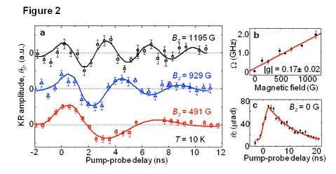 Kerr rotation measurements of coherent single-electron spin dynamics at multiple magnetic fields and 10 K. Oscillation frequency increases with magnetic field, demonstrating coherent spin precession. Insets show the linear dependence of precession frequency on field strength and spin relaxation behavior at zero magnetic field.