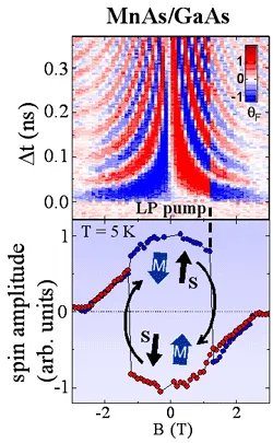 Magnetic field-dependent spin dynamics in an MnAs/GaAs ferromagnetic diode measured at 5 K. The upper panel shows time-resolved Faraday rotation maps, while the lower panel plots spin amplitude versus magnetic field, illustrating coupled electron and magnetization behavior.