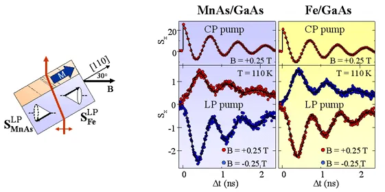 Comparison of spin precession measurements in MnAs/GaAs and Fe/GaAs ferromagnetic diode structures under circularly polarized and linearly polarized optical pumping. The data show magnetic-field-dependent spin oscillations at 110 K.