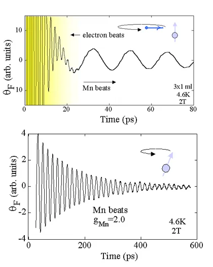 Time-resolved Faraday rotation measurements showing electron and manganese spin beat oscillations in a II-VI diluted magnetic semiconductor at 4.6 K and 2 T. The upper and lower plots compare fast electron spin precession and slower Mn spin dynamics.